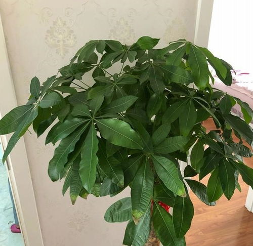 发财树上盆后多久浇水,从上盆到浇水的最佳时机