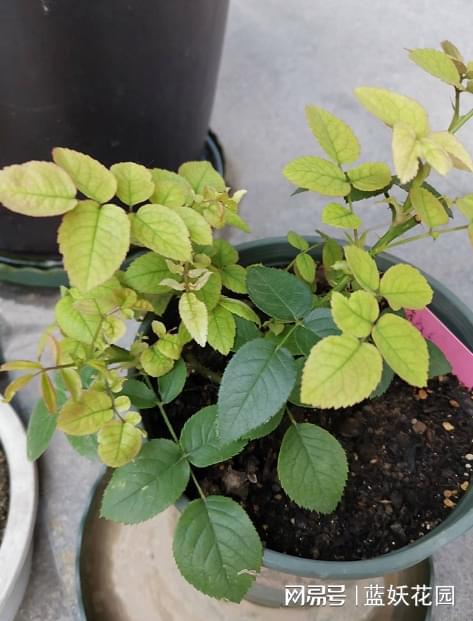 花有黄叶怎么处理,助您恢复花容月貌