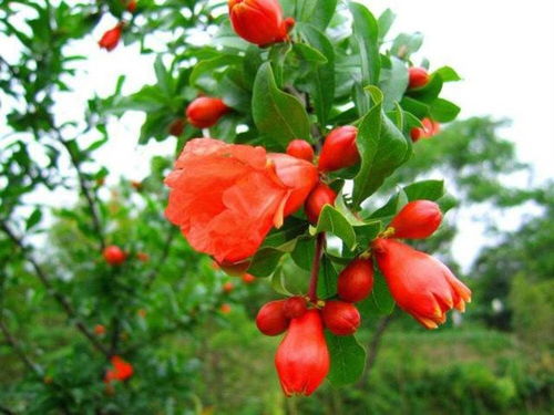 石榴花怎么浇水,石榴花浇水技巧与养护要点