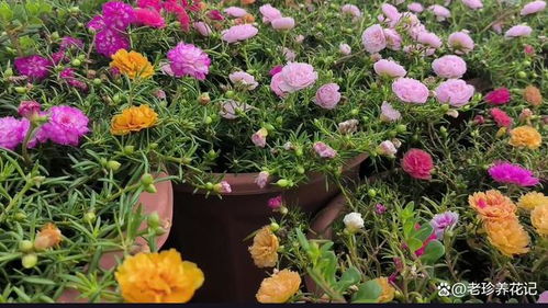 如何种植花卉,从选种到养护的实用指南