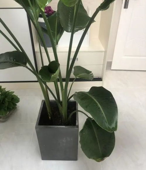 天堂鸟绿植怎么养,从土壤到光照,一网打尽养护秘诀