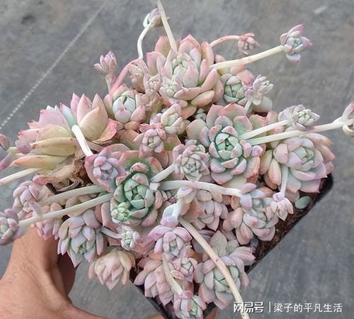 有香味的多肉有哪些品种,盘点多肉植物中的香气使者