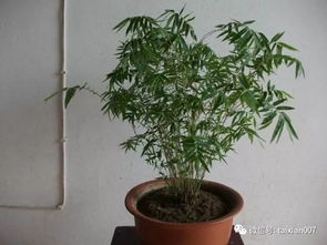 竹叶能养什么,滋养生命的绿色宝库