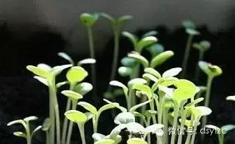 铁筷子如何消毒,传统与科学的完美结合