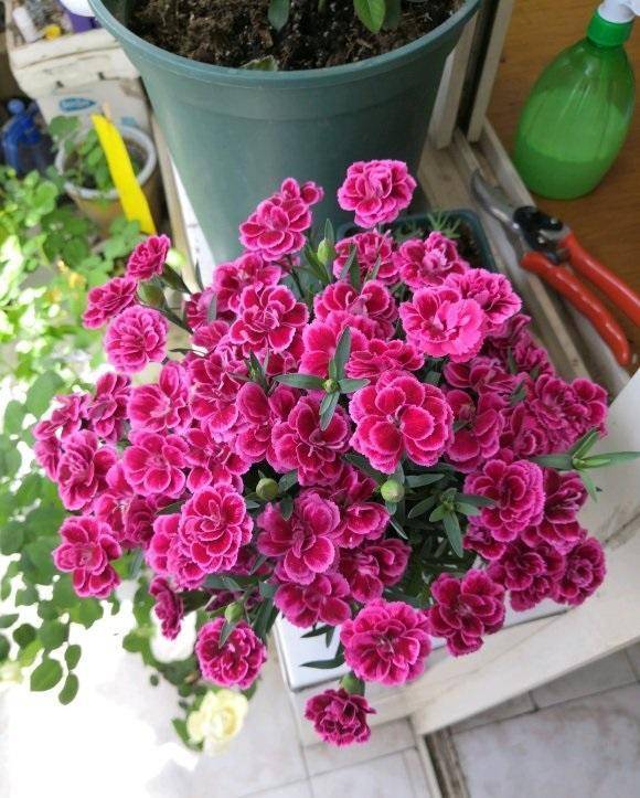 康乃馨怎么养出多头花,绽放繁花似锦的秘密