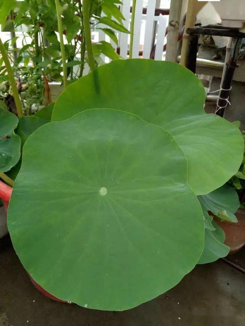 荷花籽做什么好吃,解锁夏日清新美味新选择