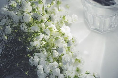 满天星花怎么种,满天星花的种植与养护全攻略
