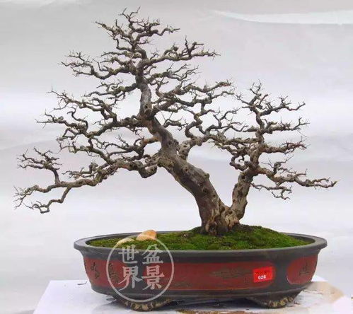 雀梅树有什么品种,千姿百态的自然瑰宝