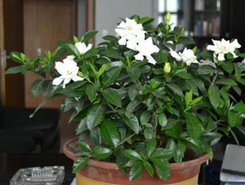 栀子花后如何剪枝,后修剪促新芽绽放