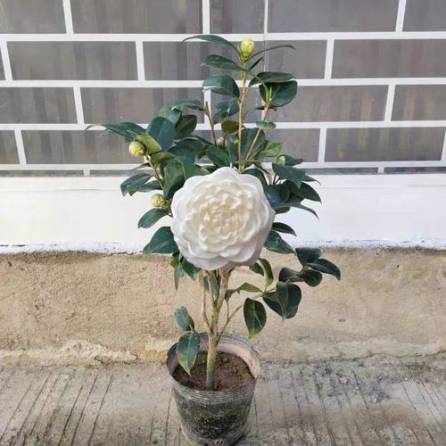 盆栽玫瑰适合什么土质,适宜生长的土壤特性解析