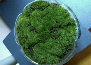 苔藓可以养什么花,打造自然生态室内花园的秘诀