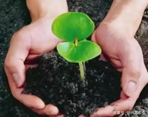 铁筷子如何消毒,传统与科学的完美结合
