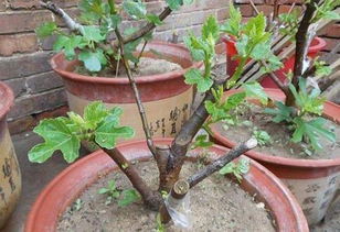 柳桃树的枝条怎么盆栽,打造春意盎然的家居绿意