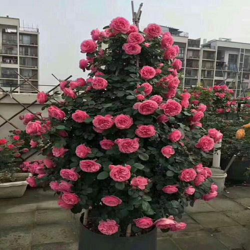 月季冬天空内养不活怎么办