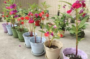 凤仙花叶子发黄怎么办,凤仙花叶子发黄原因及全面养护攻略
