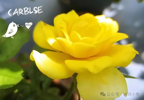 黄色花有哪些,探寻其丰富的象征与自然之美