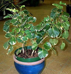 福禄桐植物怎么养,打造家中绿意盎然之宝