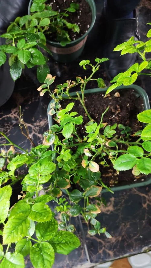红色月季东北能种植吗冬天,红色月季,东北的冬日暖阳