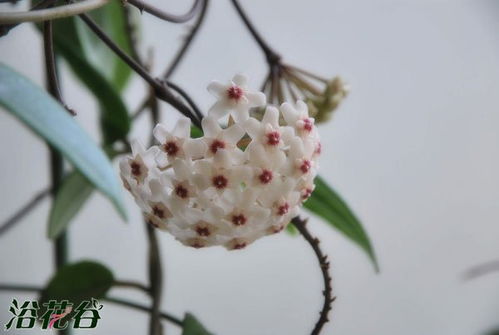 球兰花总是掉怎么处理,球兰花掉落原因及处理攻略