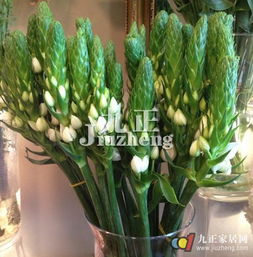 葫芦兰怎么养殖方法,轻松掌握养护技巧