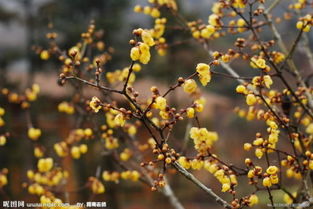 腊梅花什么时候开花