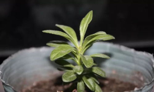 舞春花怎么摘心,培育健壮植株的秘诀