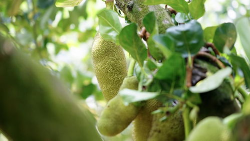 菠萝蜜怎么种植,菠萝蜜的生长环境