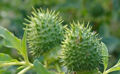 曼陀罗夏天怎么养护,绽放夏日之花