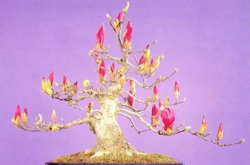 如何盆栽紫玉兰,从播种到开花