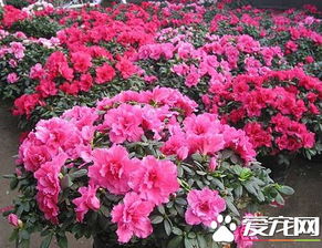 杜鹃花什么时侯换盆,杜鹃花换盆的最佳时机揭秘