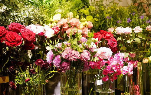 康乃馨鲜花能养开吗怎么养,延长花期,绽放美丽