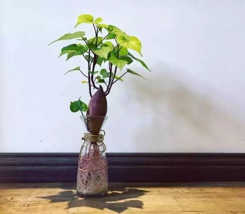 土培盆栽有哪些,绿色生活美学新风尚