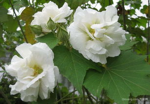 芙蓉花怎么养殖,从土壤到病虫害防治的全方位指导