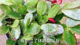 假昙花又叫什么花,别名之谜，探寻其独特魅力
