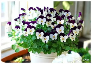 切花麦芽月季耐寒吗怎么养,月季花,耐寒吗?