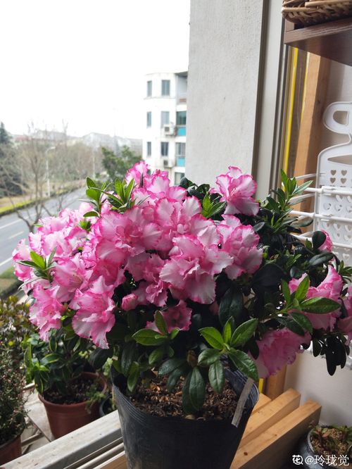 杜鹃花怎么养家庭养法,打造美丽家园的秘诀