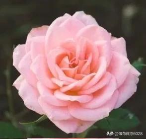 艾莎月季花带花荷吗怎么养,艾莎月季，美得像童话里的公主