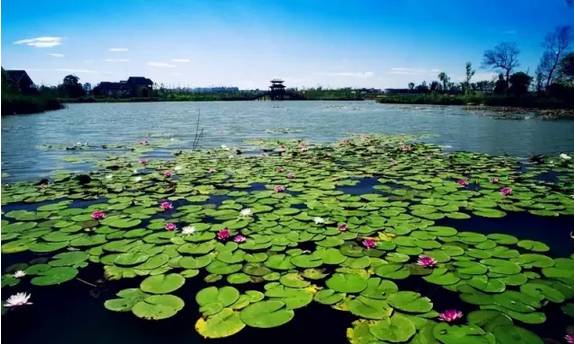 七莲代表什么地方