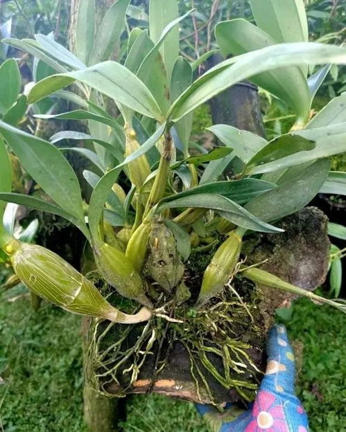 石斛花怎么养殖方法,从土壤到光照,全方位养护指南
