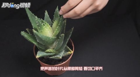 芦荟怎么叶插,掌握技巧，轻松培育新株
