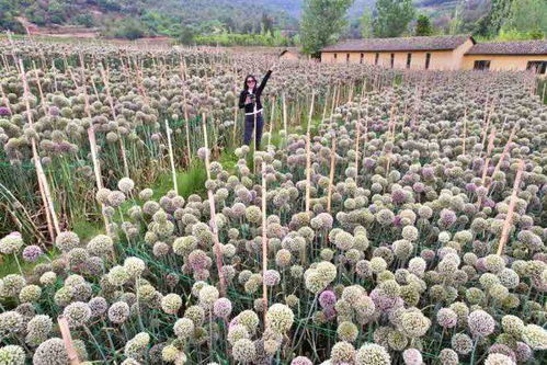 云南千巴菌丝种植基地地址,千巴菌丝