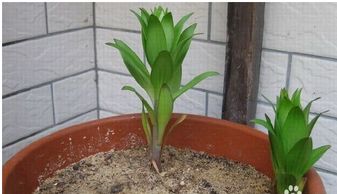 百合怎么种植,从选种到养护的实用指南