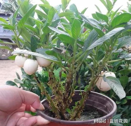 人参果盆栽如何养殖,轻松养殖,享受绿色健康生活