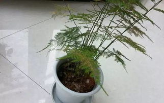 文竹冬天怎么养吊兰,冬季文竹与吊兰养护攻略