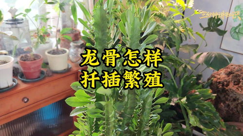 龙骨如何扦插,龙骨植物扦插繁殖技术解析