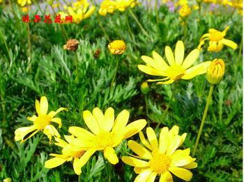 菊花的叶子是什么形状,菊花叶子形状特点解析