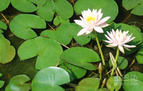 怎么种植水莲花
