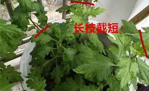 菊花应该什么时候修剪,秋季菊花修剪的最佳时机与技巧
