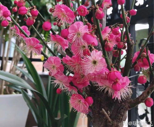 冬天的花在家怎么过冬,室内花卉过冬攻略