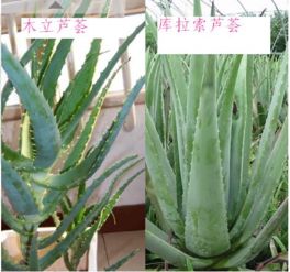 芦荟怎么分别出种类,芦荟种类识别与分类指南
